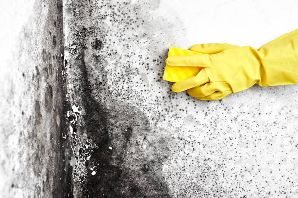 Best Mold Damage Repair  in Oxnard, CA