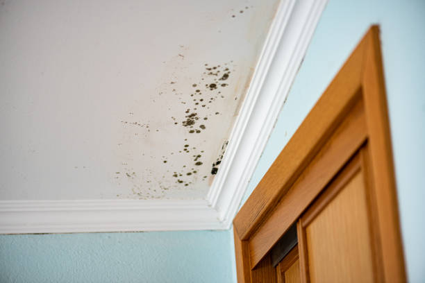 Best Attic Mold Removal  in Oxnard, CA