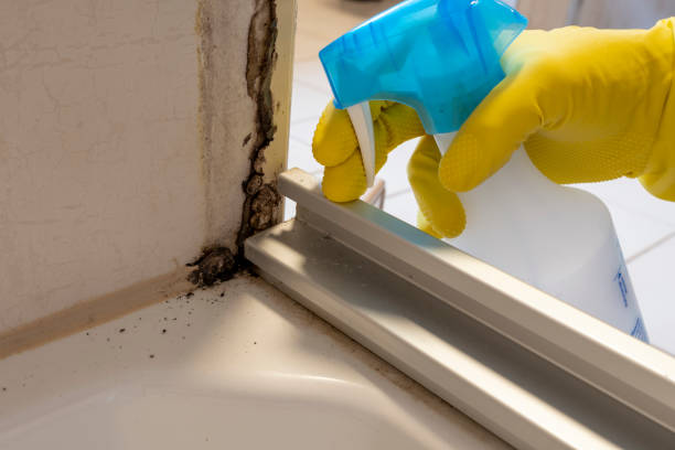 Mold Removal and Inspection in Oxnard, CA